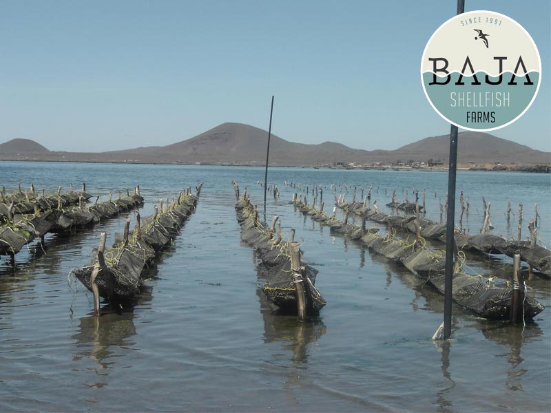 Acuacultura Integral de Baja California